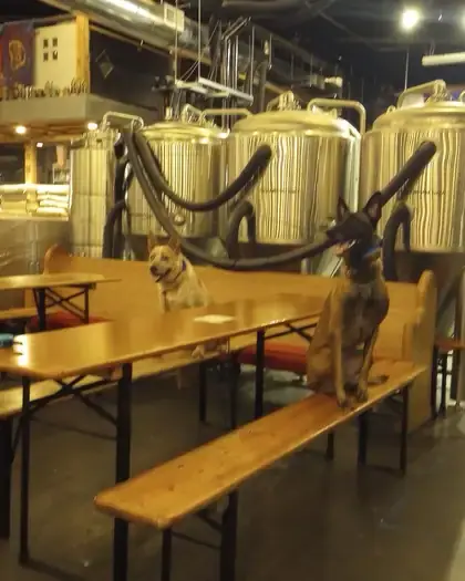 Two dogs settled on a bench inside a brewery