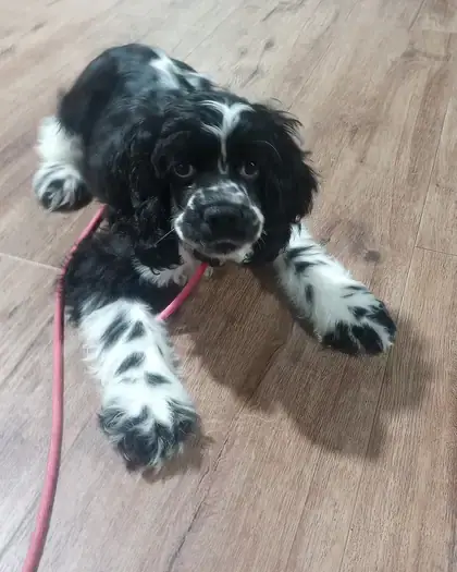 Cocker spaniel puppy lying down on a wood floor