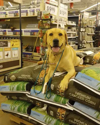 Yellow Lab lying calmly on a pallet of feed bags in a farm store