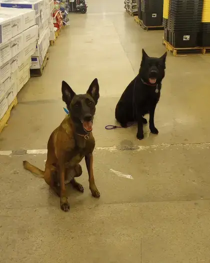 Two trained dogs sitting calmly in a store aisle
